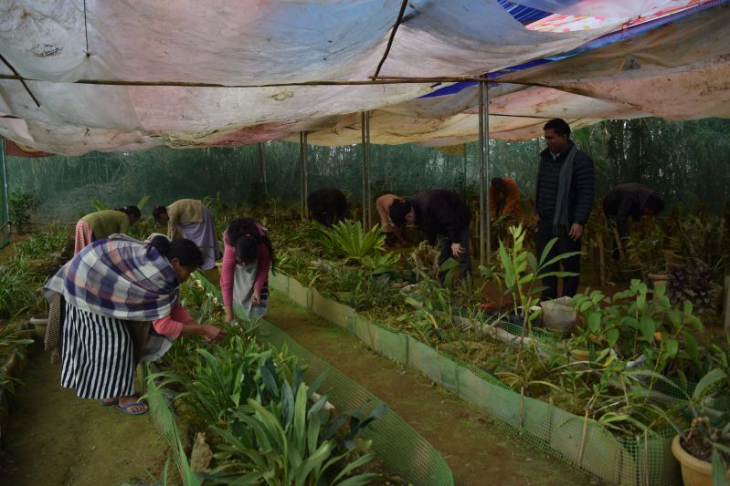 Conserving Flowers, Conserving Livelihoods - Nonglwai Orchid Conservation Society