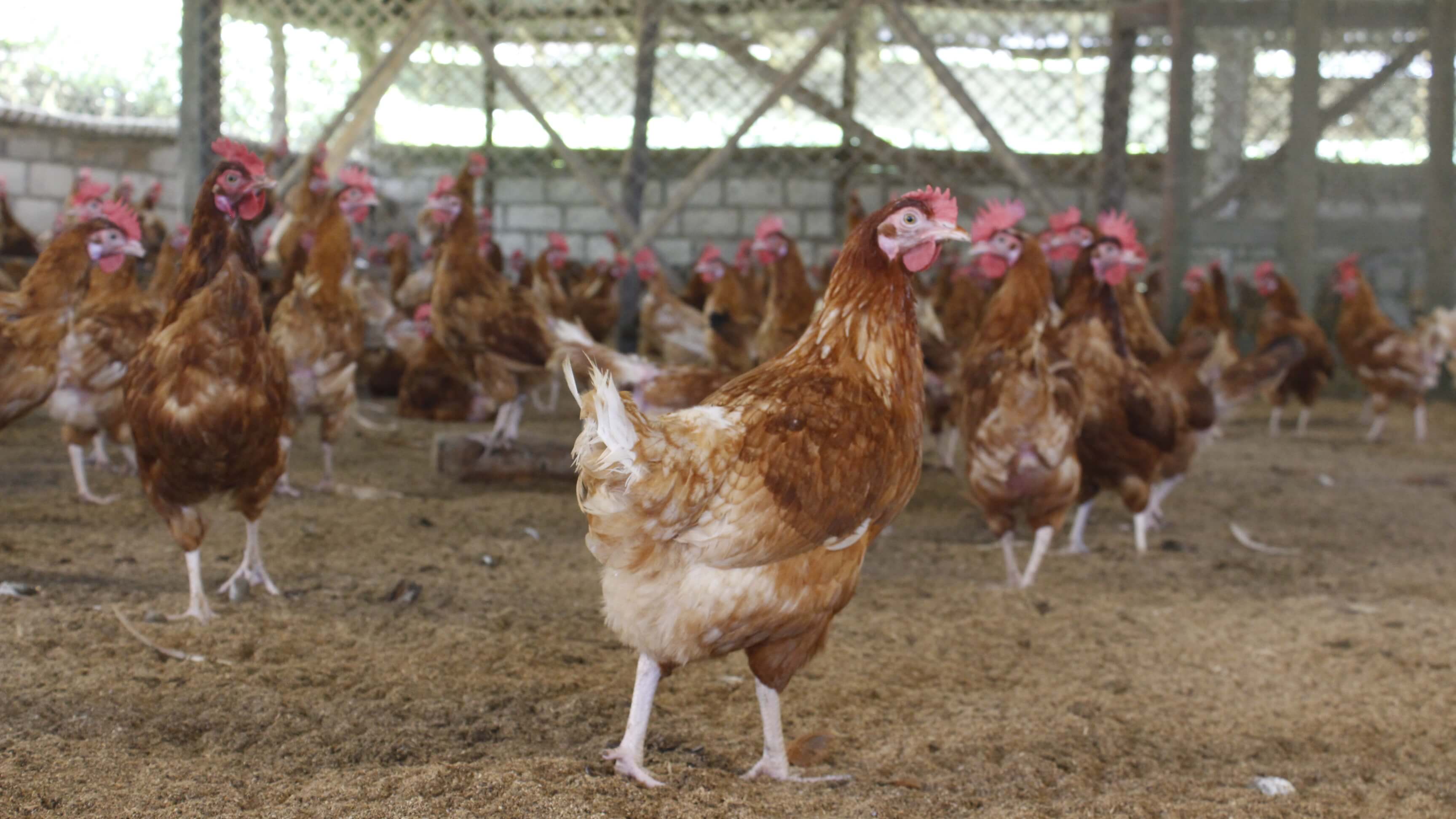 The success story of Bah Wallamkupar Lyngrah- Headmaster, Innovator and Poultry farmer